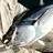 Exmouth Gulf Longtail Tuna on McArthy 5" pearl finesse minnow, May 2010