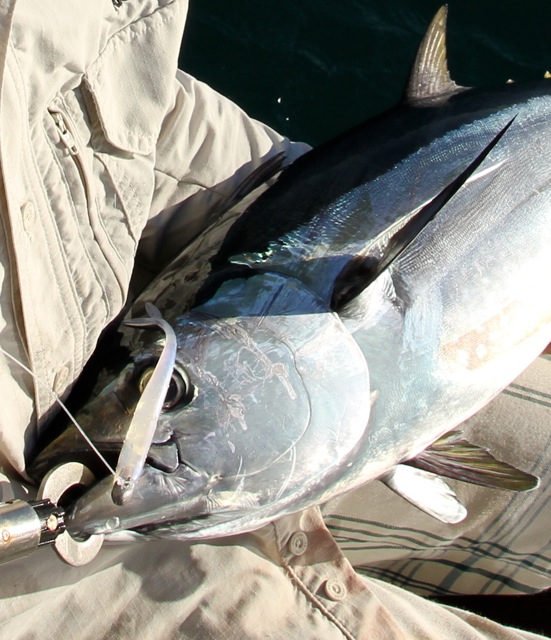 Exmouth Gulf Longtail Tuna on McArthy 5" pearl finesse minnow, May 2010