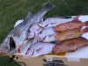 Todays Catch after dropping the pots in