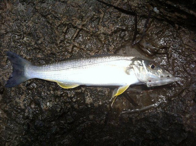 Yellowfin Whiting on popper