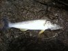 Yellowfin Whiting on popper