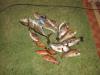 The days catch