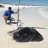 big ray released 