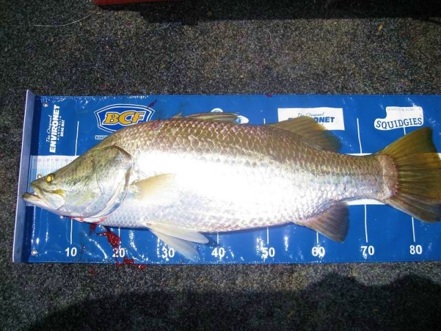 Barra #1 Today 88cm released