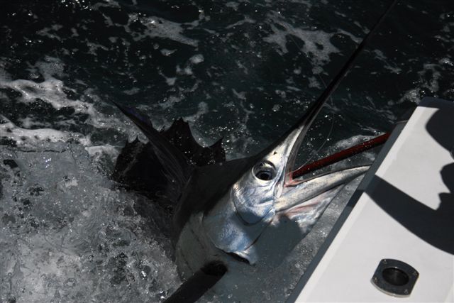 Sailfish Action Exmouth Gulf 2