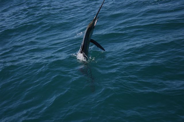 Sailfish Action Exmouth Gulf 3