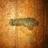 stone fish