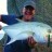 nice GT of around 10 - 12KG caught on RMG on my creek rod and a bit of dodgy leader,very lucky!