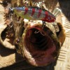 dampier creek cod on a skin deep