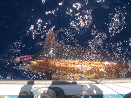 Another tag and release at the Monties on the Mahi Mahi 11