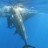 Blue Marlin - Monties - Mahi Mahi 11