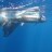Blue Marlin - Monties - Mahi Mahi 11