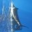 Blue Marlin - Monties - Mahi Mahi 11