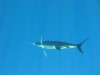 Blue Marlin - Monties - Mahi Mahi 11
