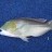 Ist small bluebone