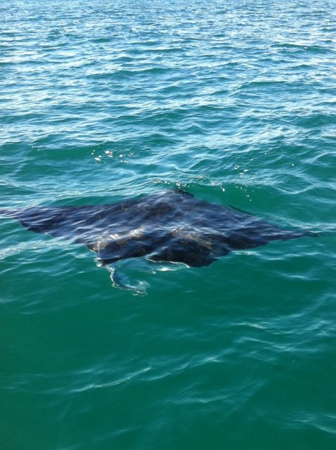 Manta Ray we spotted off Triggs today