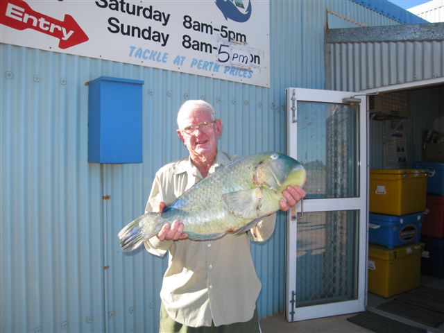 Walter Pike - Black Spot Tuskfish