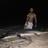 Land-based fishing Lemon Shark