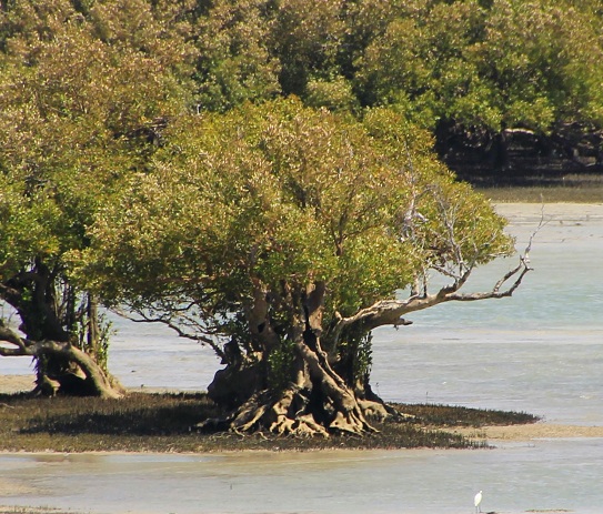Old growth mangrove