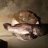 flounder