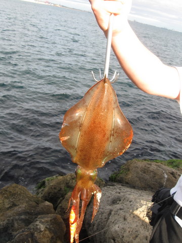 Squid on squid gaff