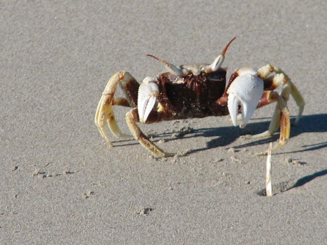 big crab