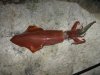 Arrow head squid