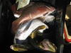 Pilbara Creek Fishing. Mangrove Jack, Estuary cod, Salmon, Skippy, Bream,