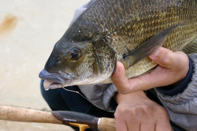 circle hooks for bream