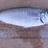 JLB- Fat 25cm herring