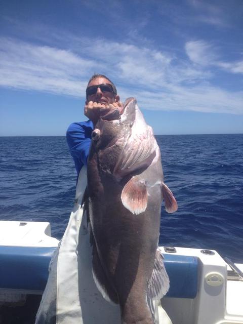 grey banded cod 