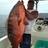 hows this for a snapper