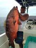 hows this for a snapper