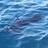 Webby's Sailfish