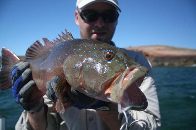 Nice popper caught trout