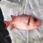 fish ID 