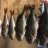 fat marron filled perch