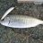 Herring on Crystal Minnow