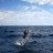 Sailfish