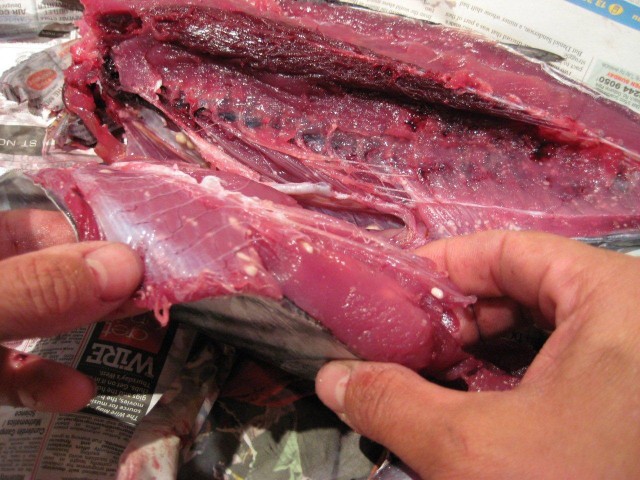 What is in this Fishs Flesh?