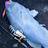 Blue groper on jig.