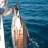 Joel's Sailfish
