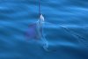 Under water sailfish