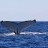 Another whale