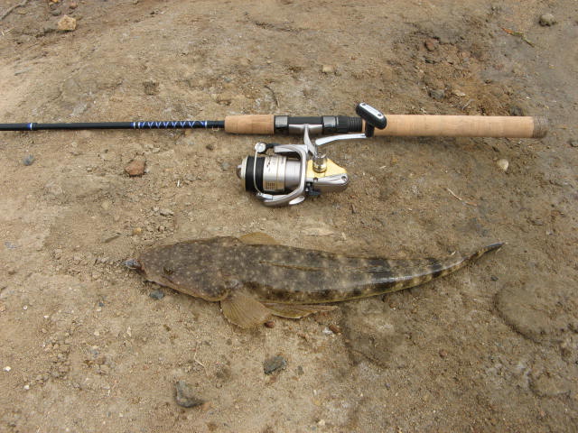 flatty from townsville creek 