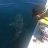 Bugger Diving