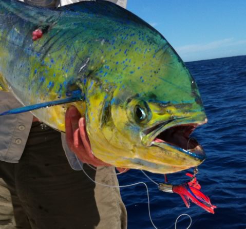 Dolphinfish on a Richter Lures Jr Tornado
