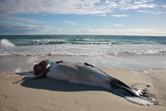 Yanchep whale