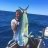 My first Dolphin fish