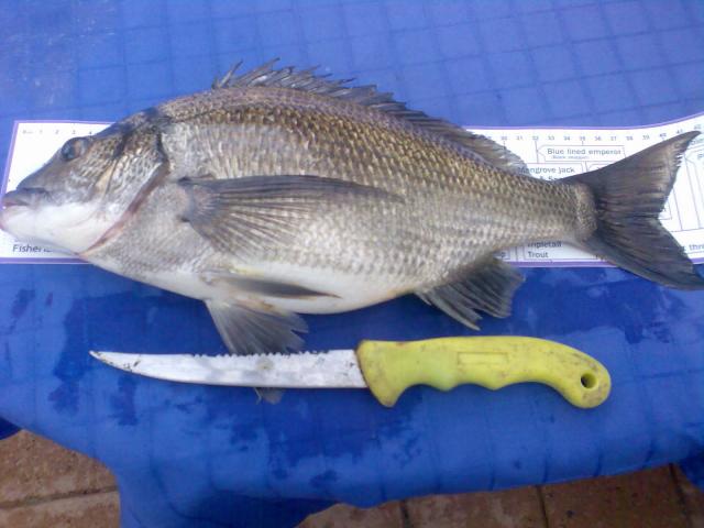 lunch time bream
